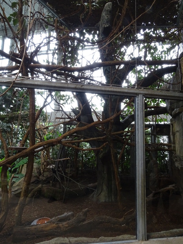 Exotenhaus: Sloth/agouti/callimico/parakeet aviary