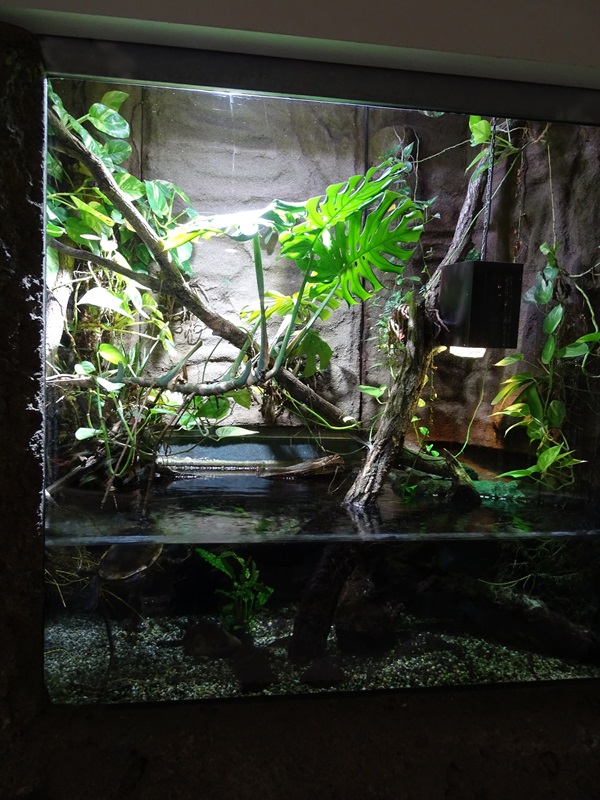 Exotenhaus: Snake-necked turtle enclosure