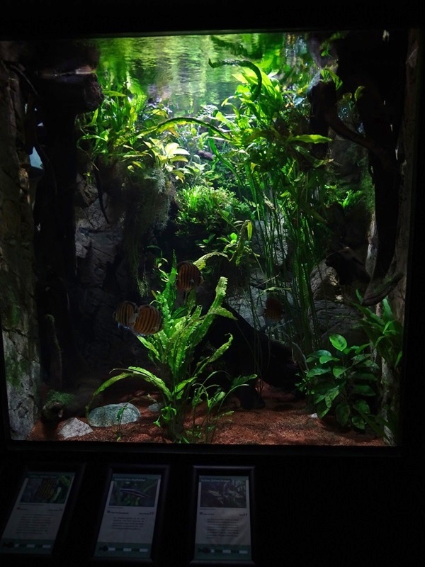 Exotenhaus: Tank for discus fish, golden-striped headstander and green swordtail