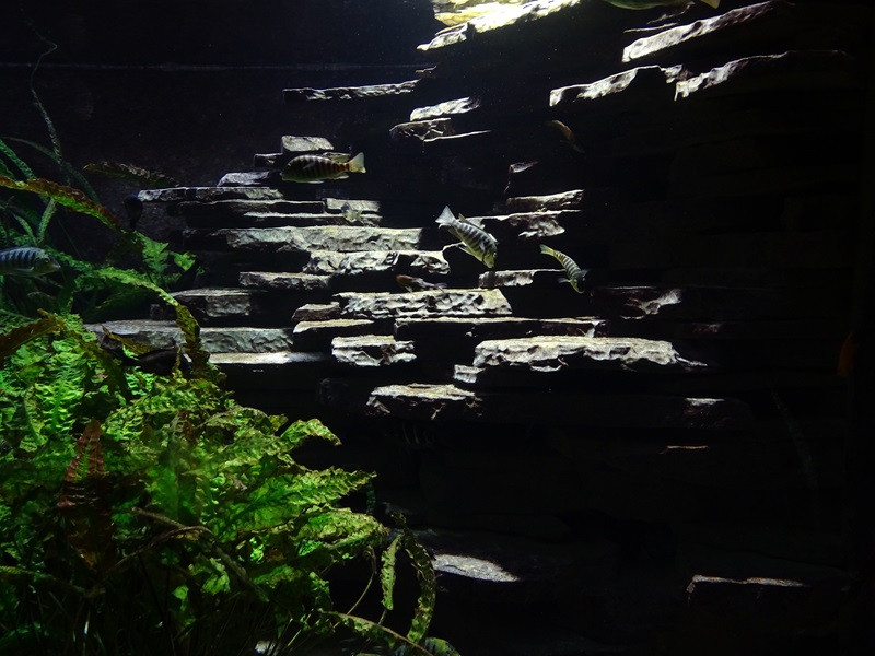 Exotenhaus: Tank for Tanganyikan cichlids