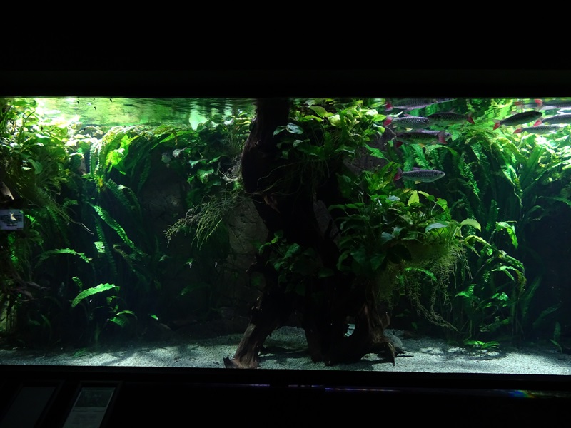 Exotenhaus: Tank for tucan fish, stingray and others