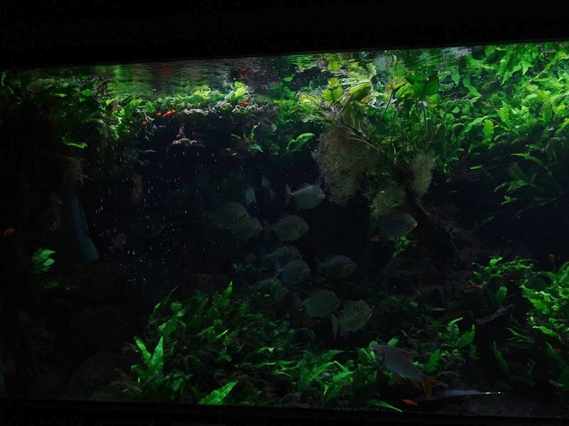 Exotenhaus: Tank for various South-American fishes