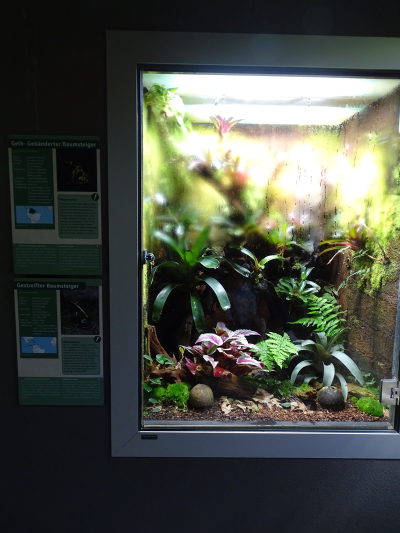 Exotenhaus: Terrarium for poison dart frogs (yellow-headed/Golfodulcean)