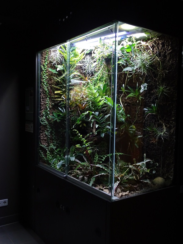 Exotenhaus: Terrarium for Rio Pescado stubfoot toads