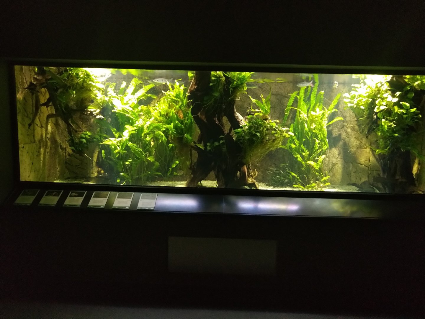 Exotenhaus - Tiger oscar aquarium