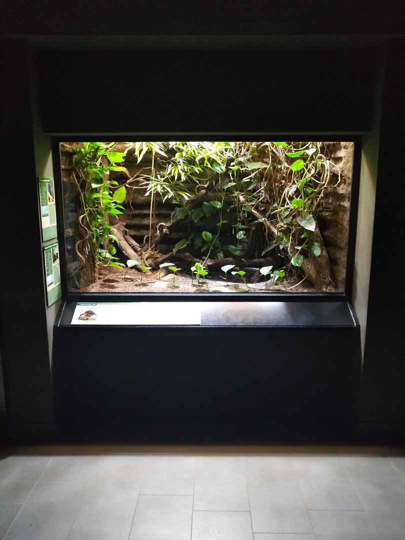 Exotenhaus - Tricolor parrotfinch and yellow-marginated box turtle viewing window