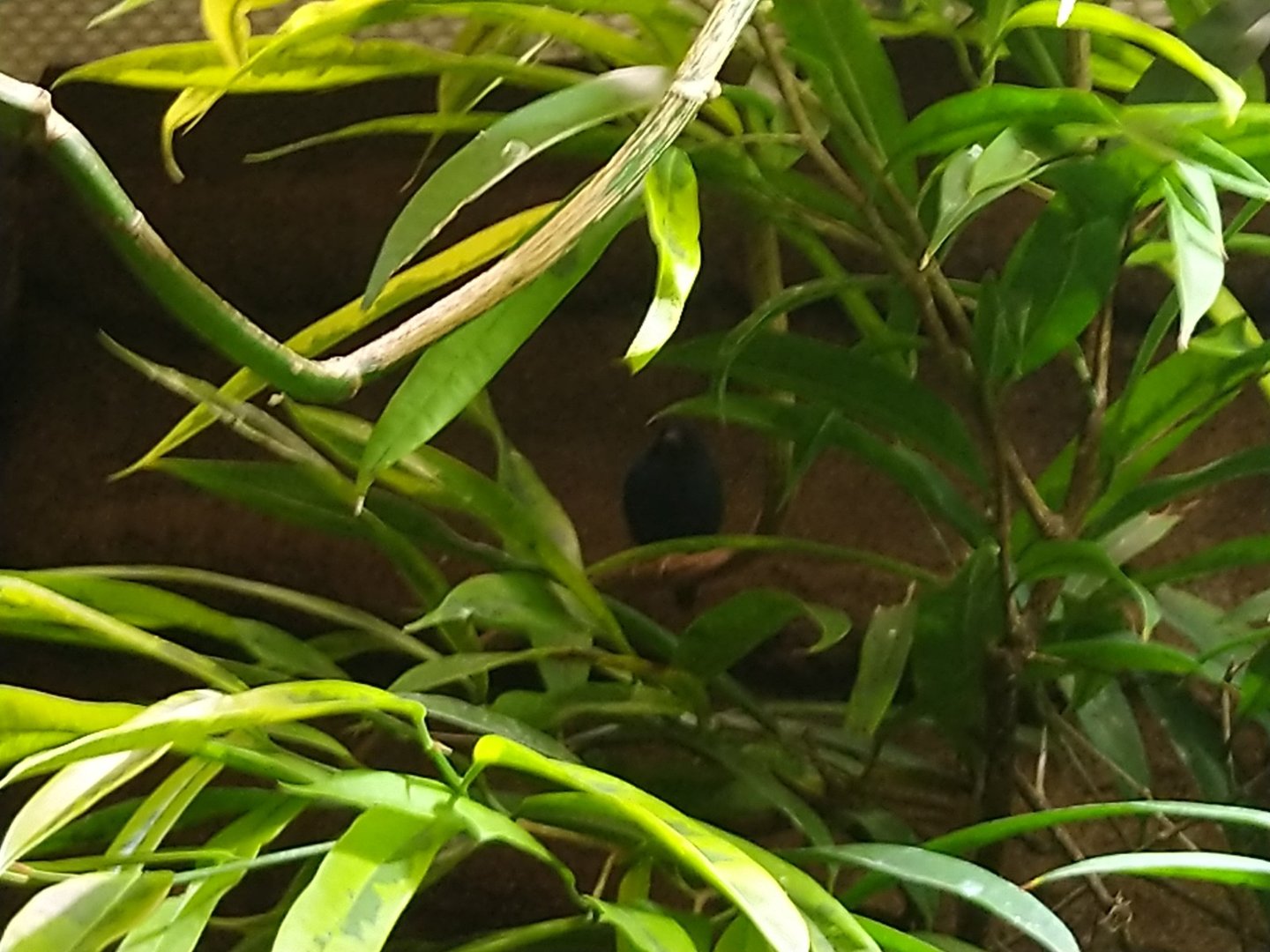 Exotenhaus - Tricolor parrotfinch (Erythrura tricolor)