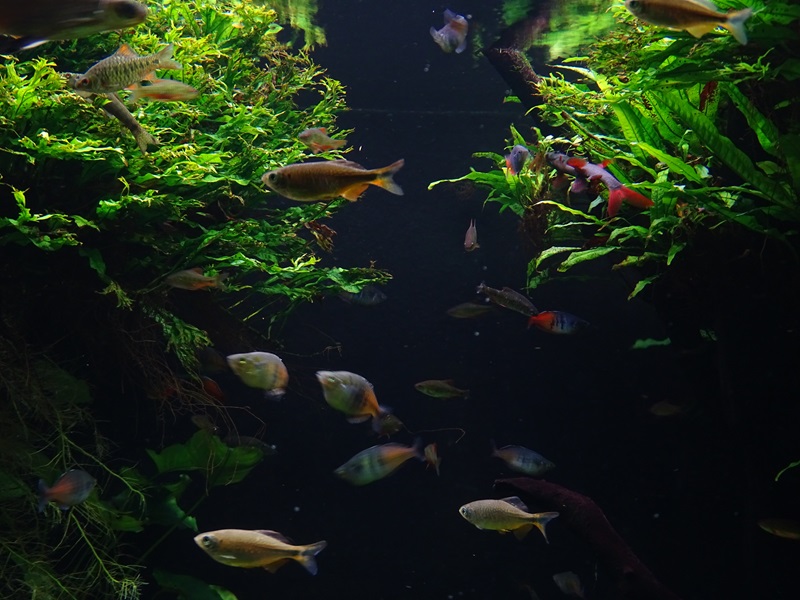 Exotenhaus: Various Asian freshwater fishes.