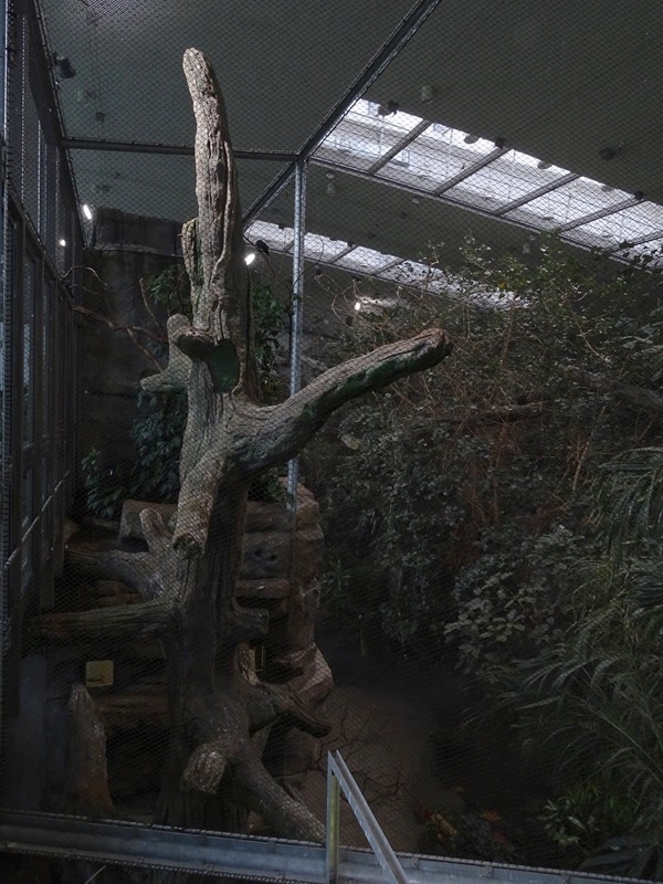 Exotenhaus: Wrinkled hornbill & hill mynah aviary