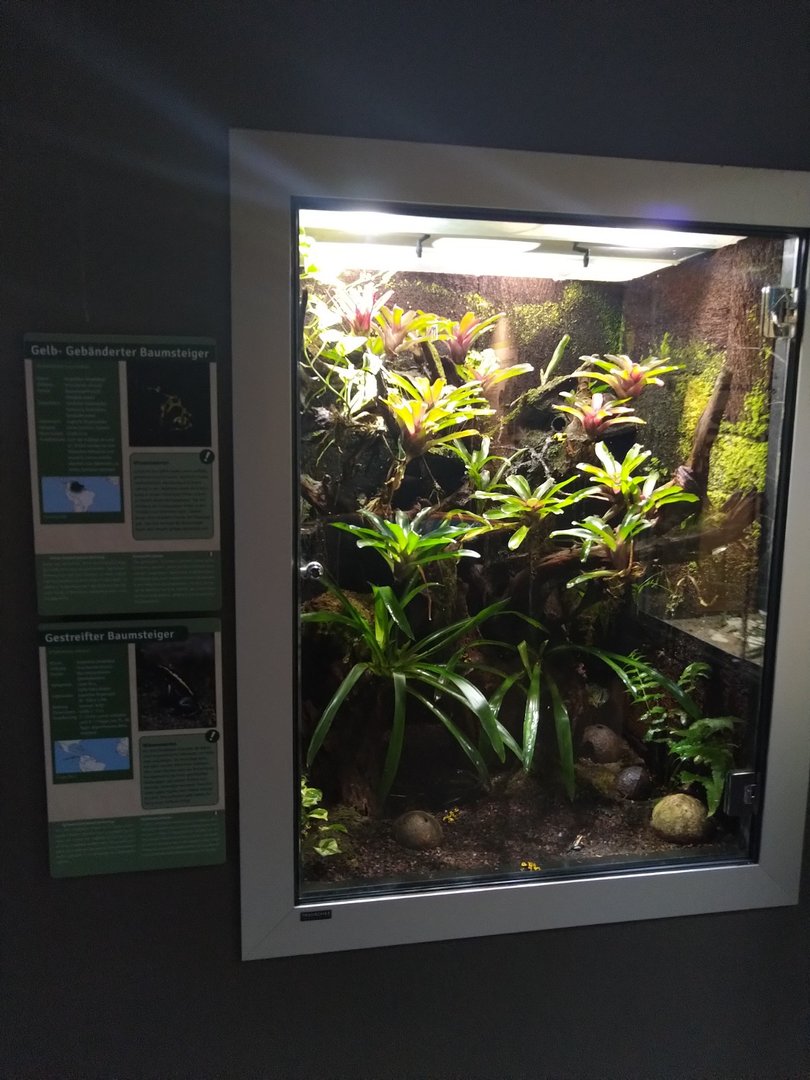 Exotenhaus - Yellow banded dart frog & Golfoducean poison arrow frog terrarium