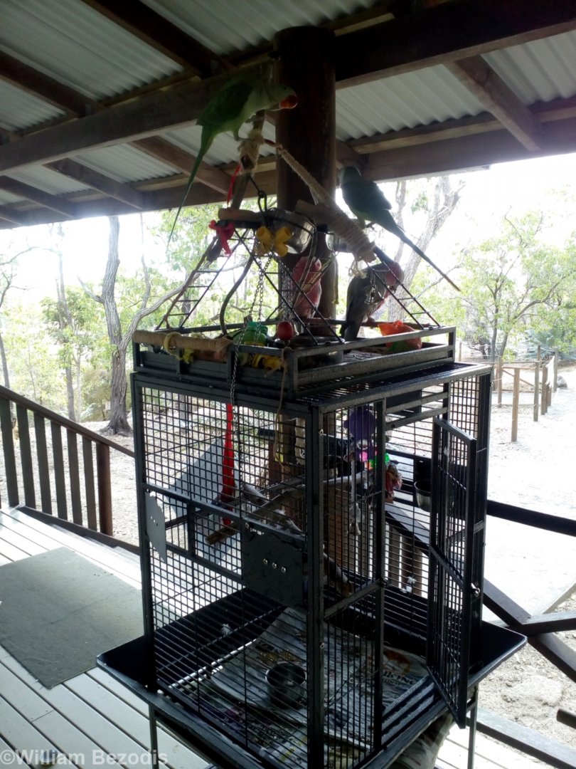 Exotic Birds at Granite Gorge