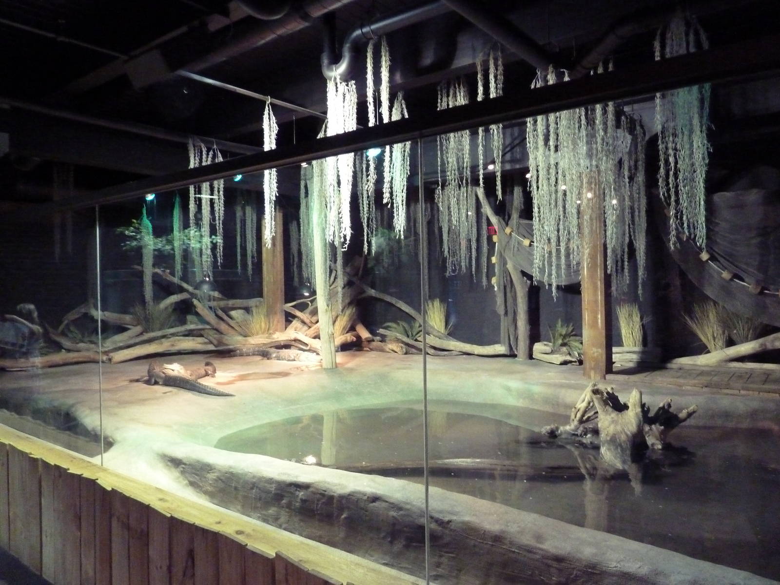 Exotic Freshwater - American Alligator Exhibit