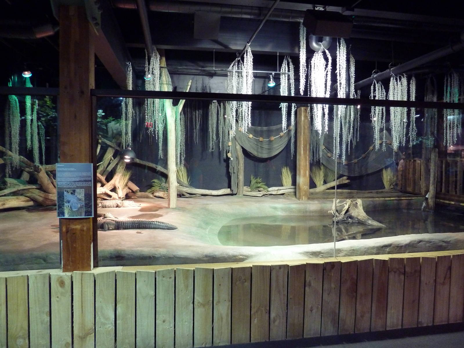 Exotic Freshwater - American Alligator Exhibit