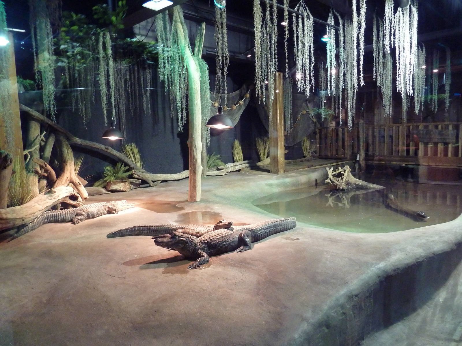 Exotic Freshwater - American Alligator Exhibit