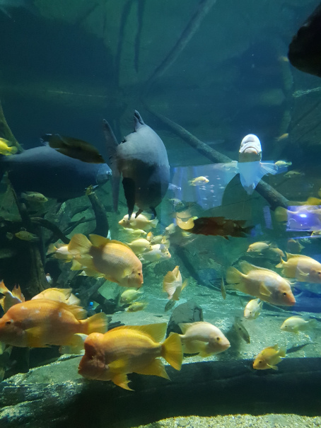 Exotic Freshwater Exhibit