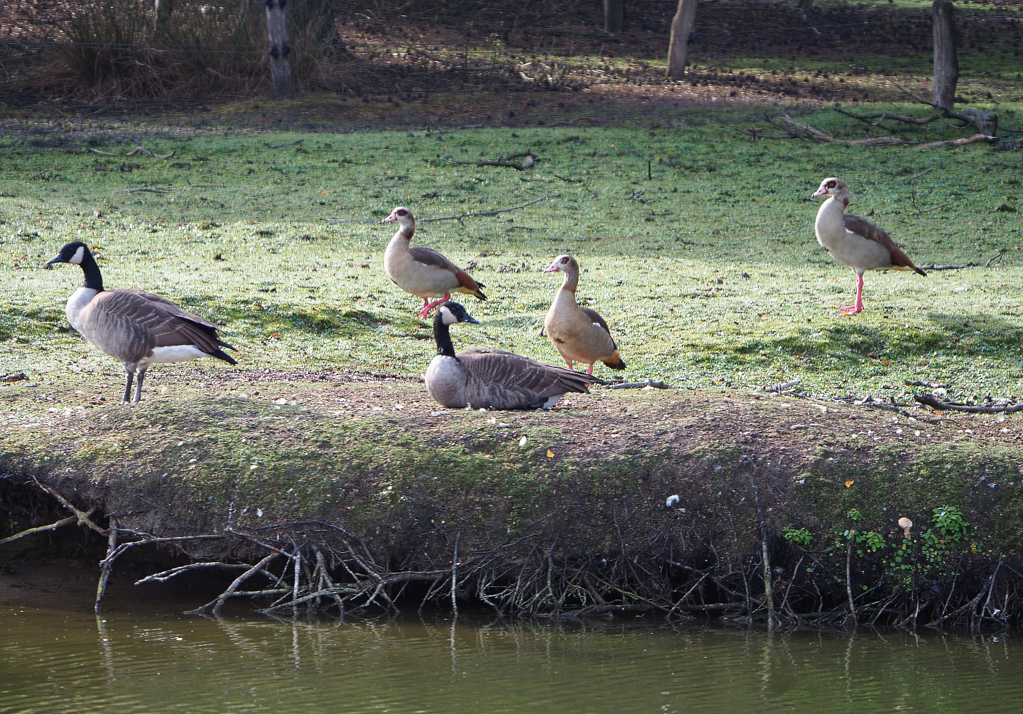 Exotic geese - Canada geese (Branta canadensis) and Egyptian geese (Alopochen aegyptiaca), 2019-09-15