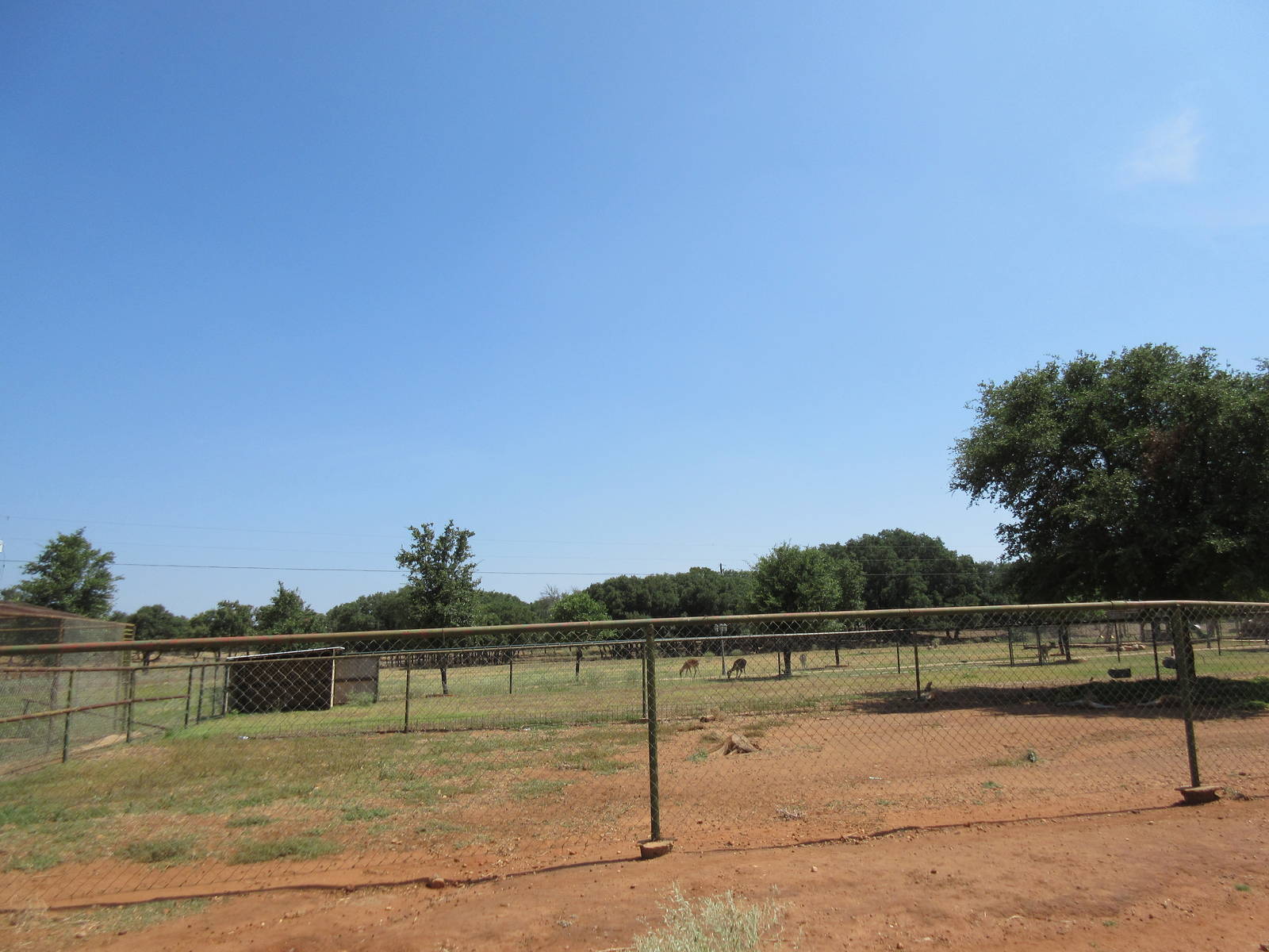 Exotic Resort Zoo (Texas) - Red Kangaroo Exhibit
