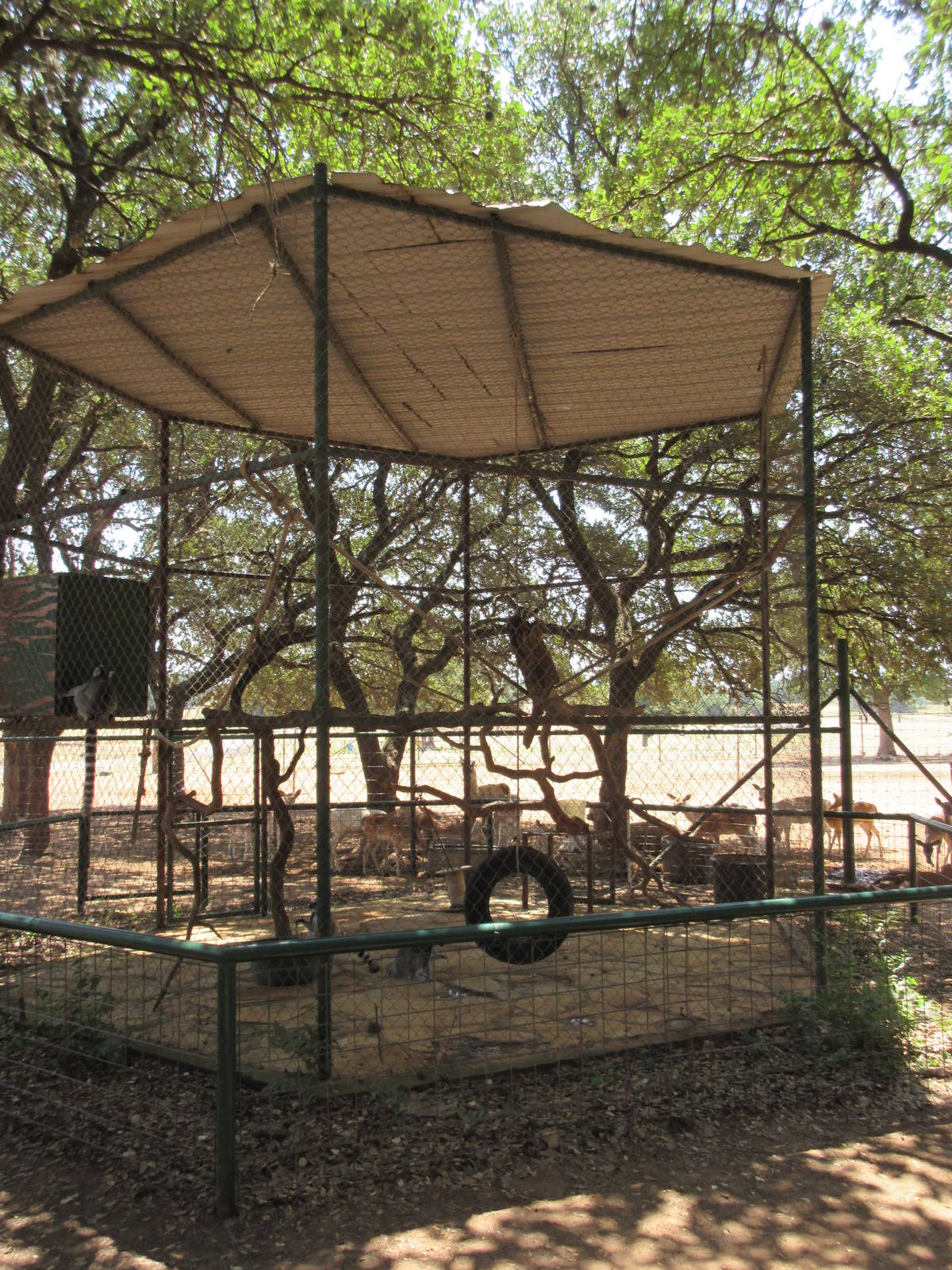 Exotic Resort Zoo (Texas) - Ring-Tailed Lemur Exhibit