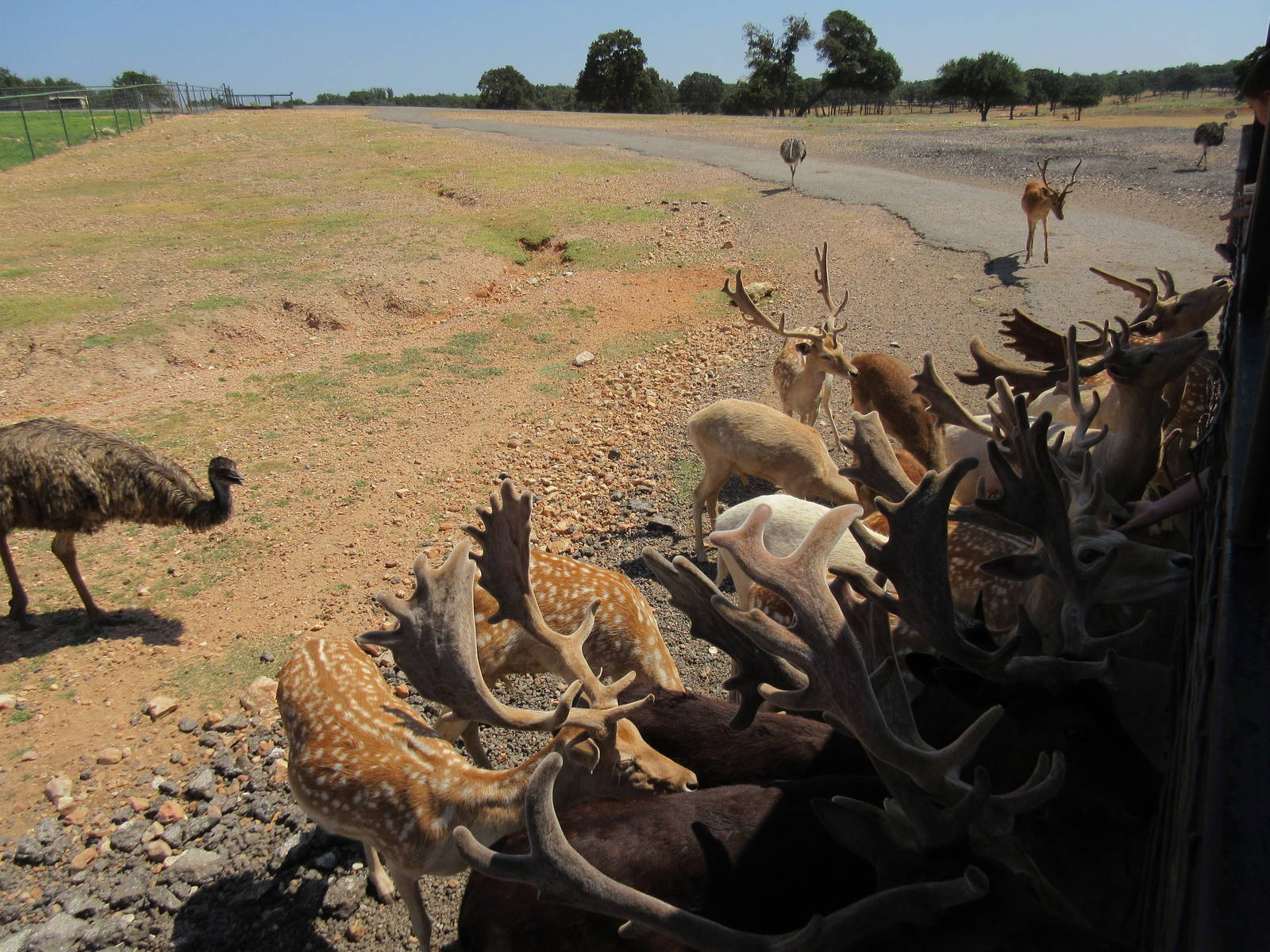 Exotic Resort Zoo (Texas) - Tractor Tour (feeding time!)