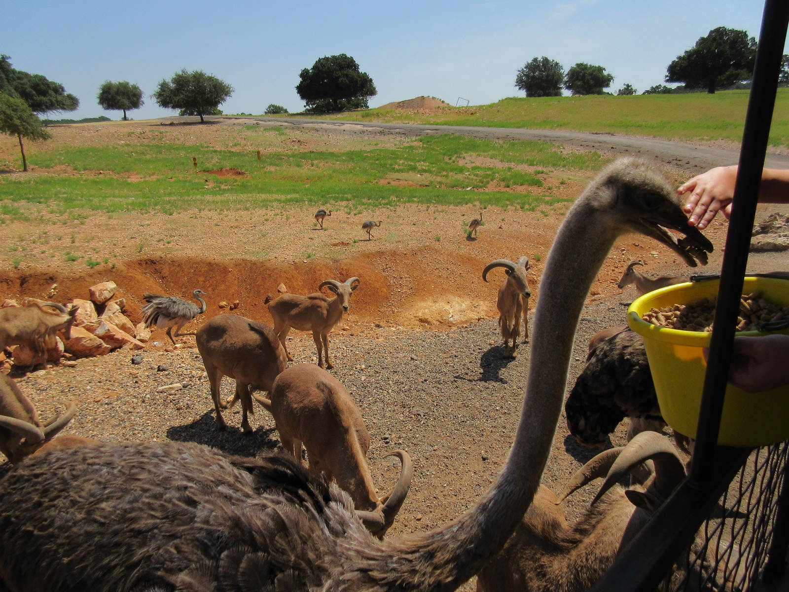 Exotic Resort Zoo (Texas) - Tractor Tour (watch your hand!)