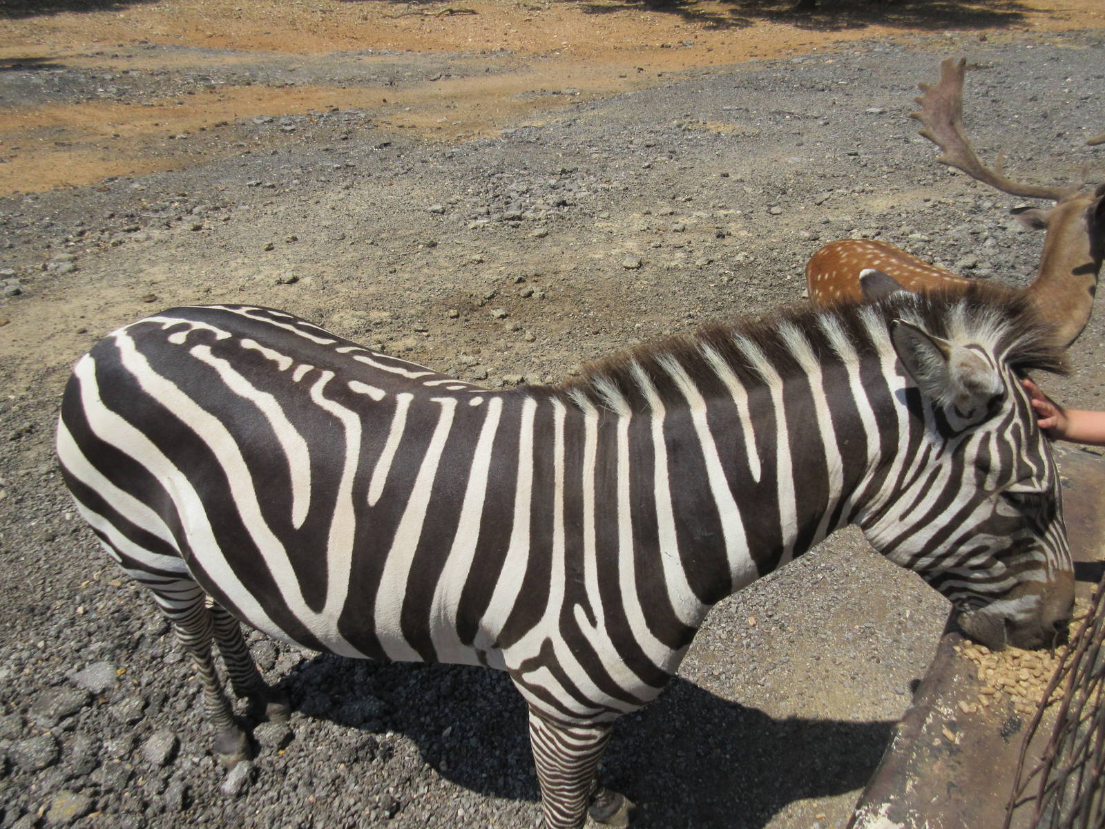 Exotic Resort Zoo (Texas) - Tractor Tour (watch your hand!)