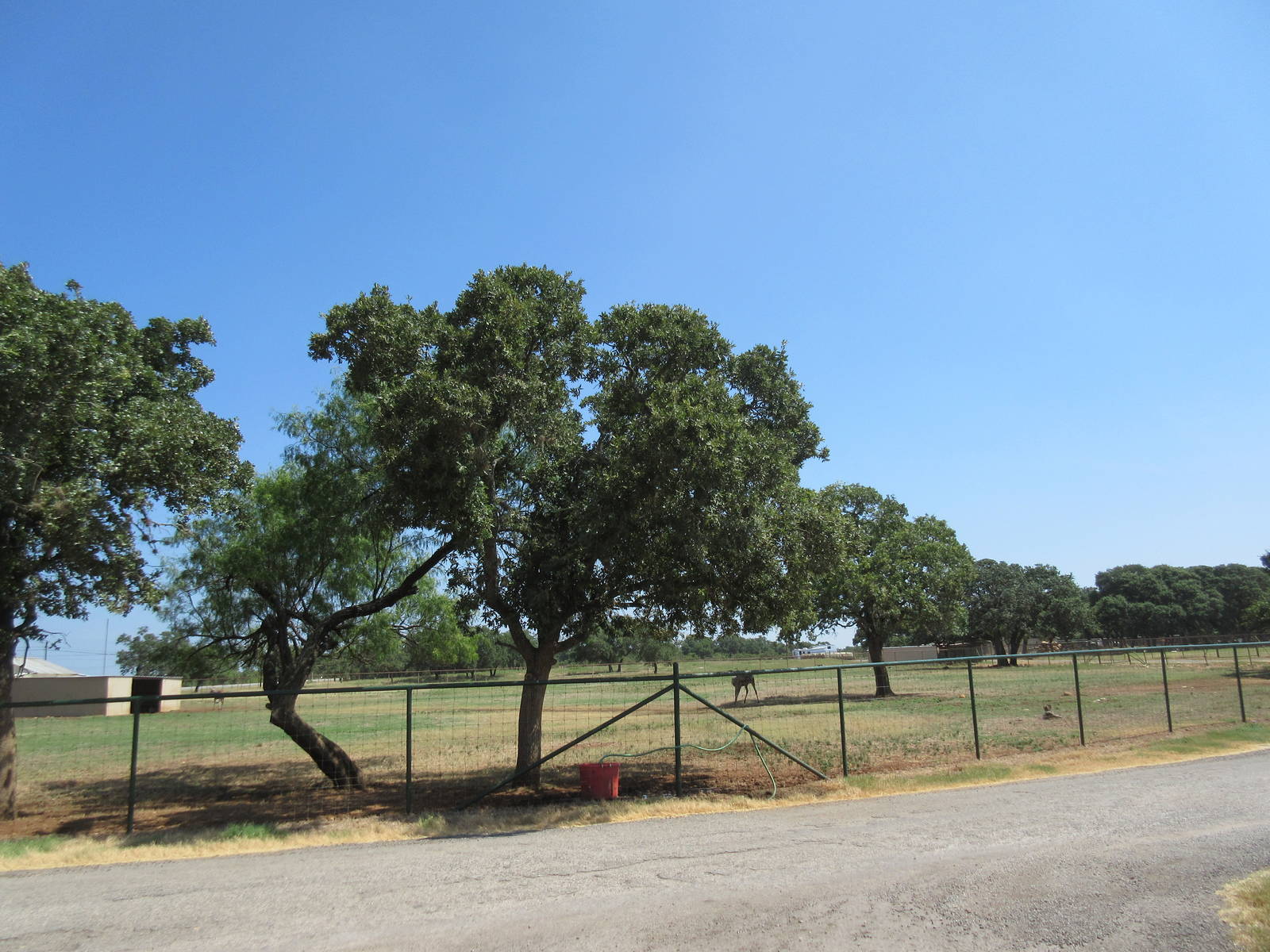 Exotic Resort Zoo (Texas) - Tractor Tour