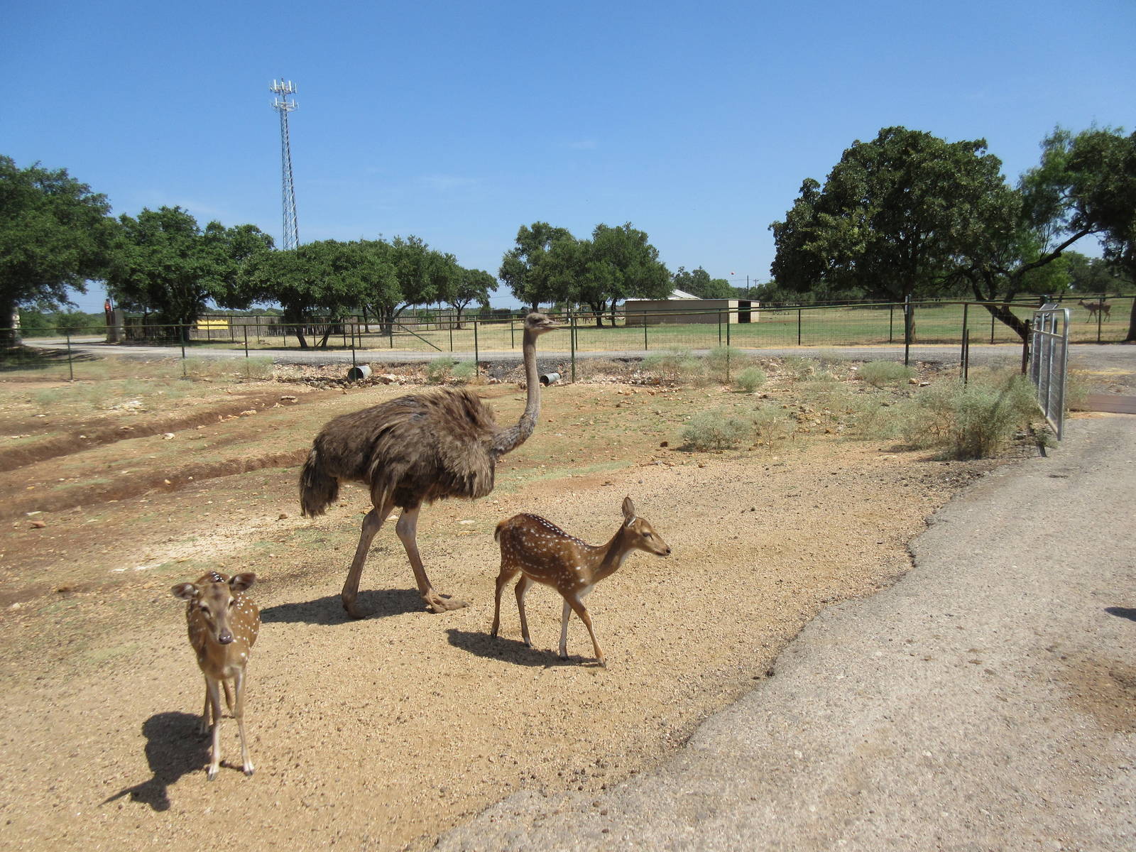Exotic Resort Zoo (Texas) - Tractor Tour