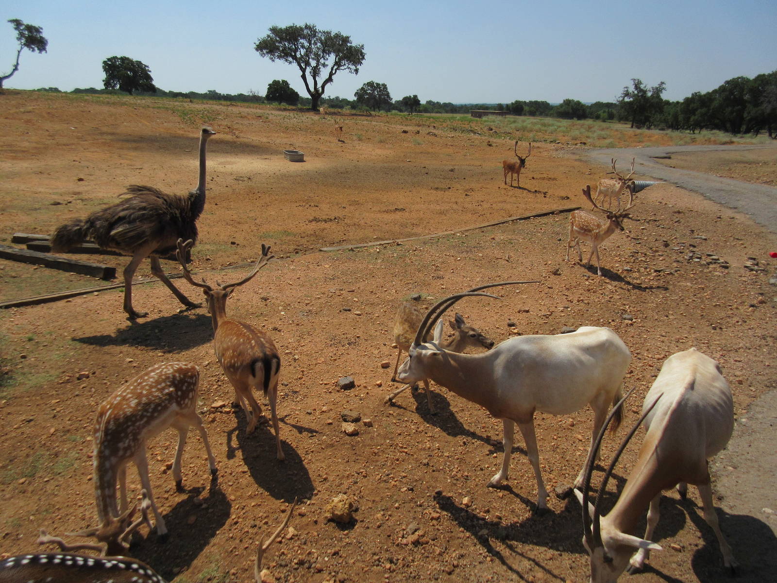 Exotic Resort Zoo (Texas) - Tractor Tour