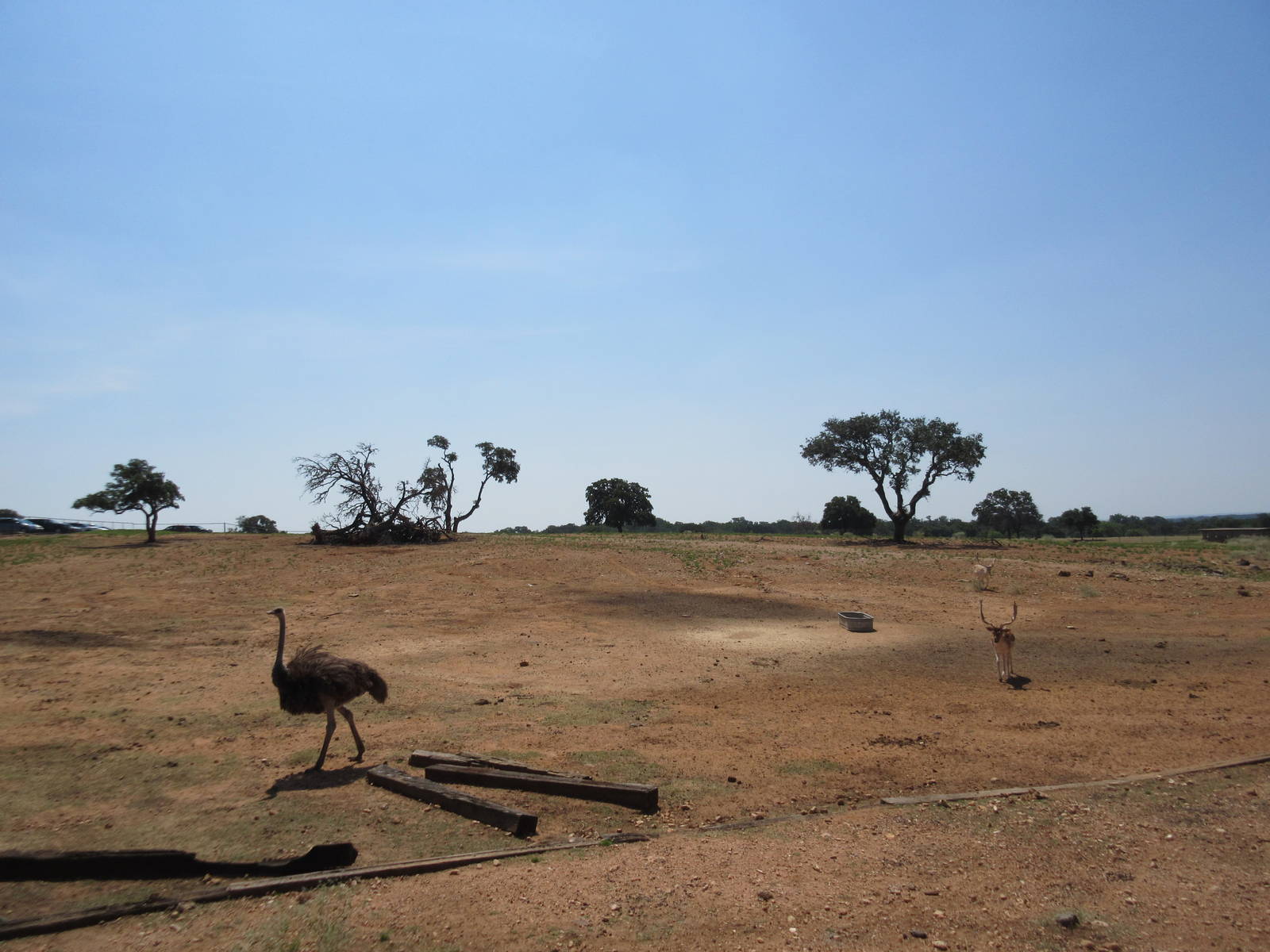 Exotic Resort Zoo (Texas) - Tractor Tour