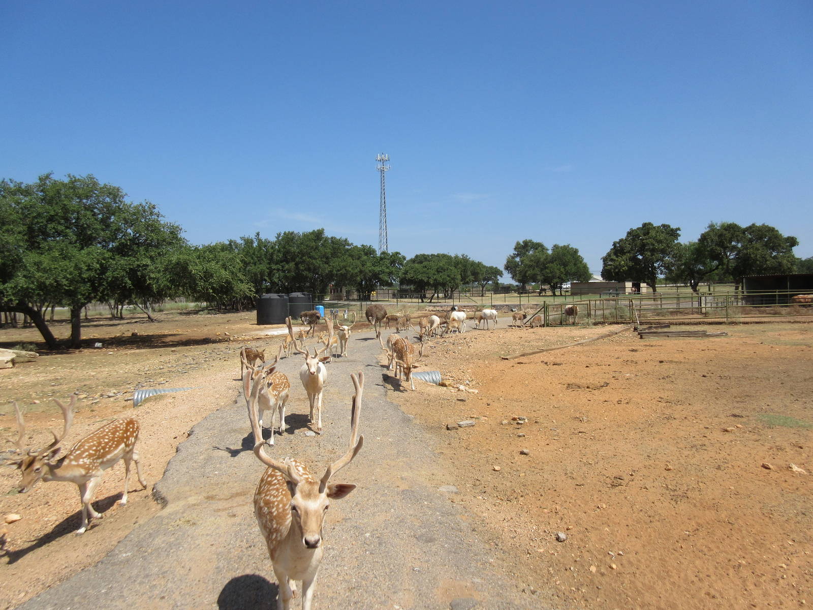 Exotic Resort Zoo (Texas) - Tractor Tour