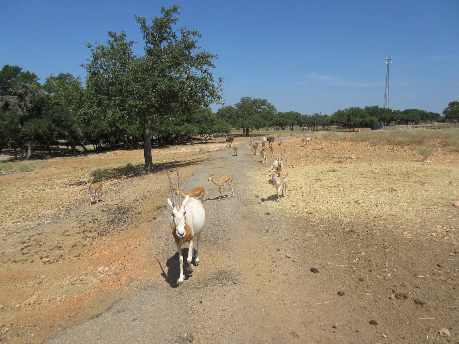 Exotic Resort Zoo (Texas) - Tractor Tour