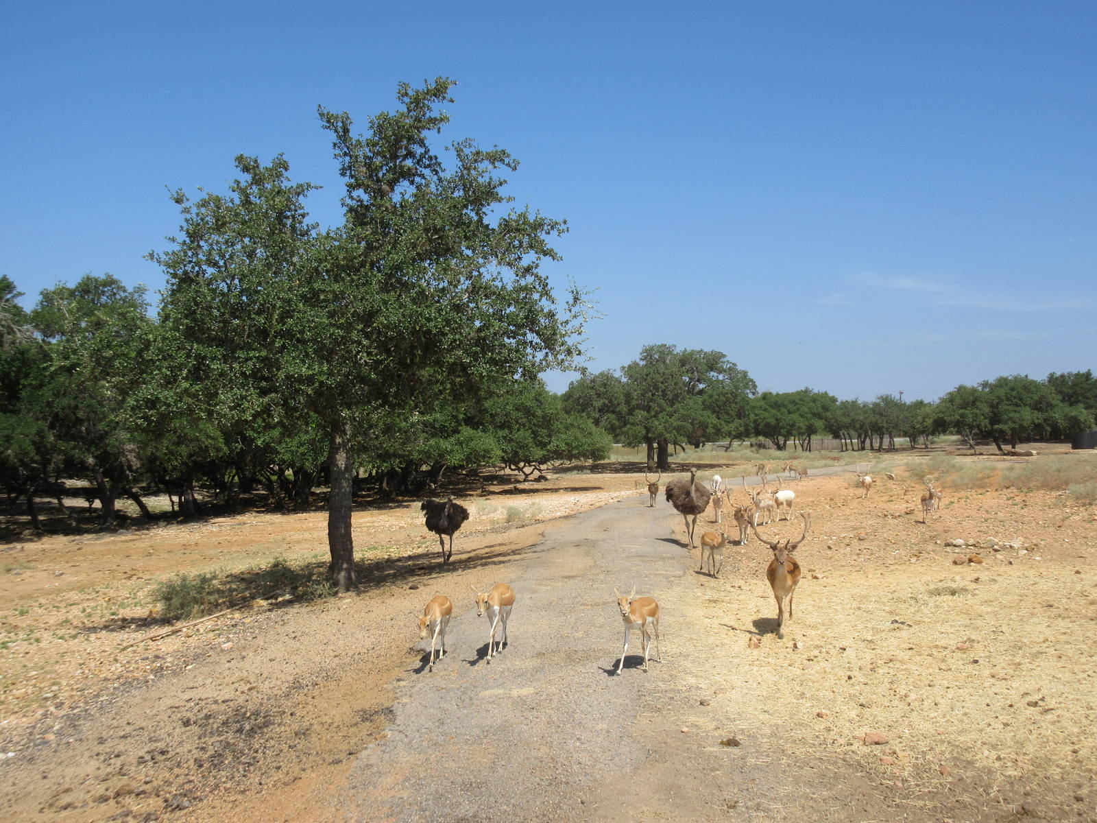 Exotic Resort Zoo (Texas) - Tractor Tour