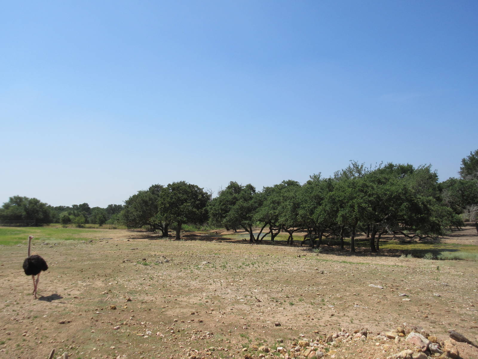 Exotic Resort Zoo (Texas) - Tractor Tour