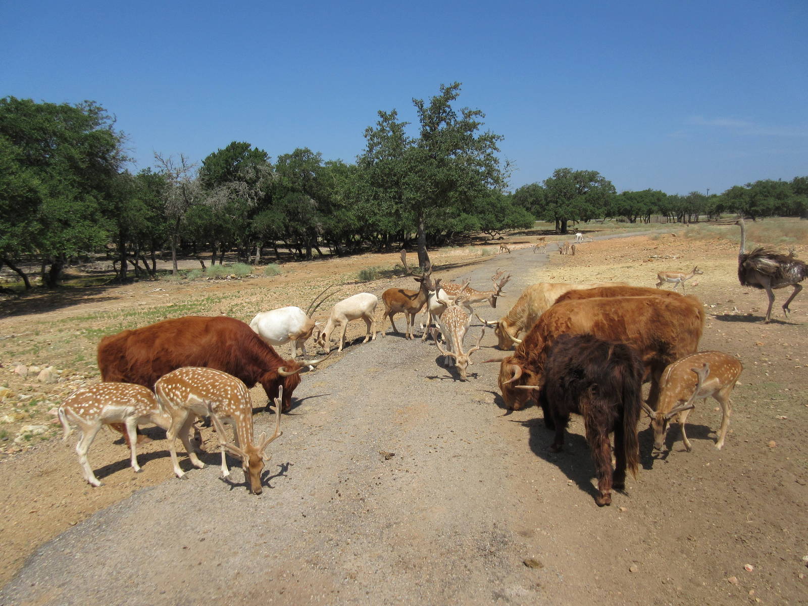 Exotic Resort Zoo (Texas) - Tractor Tour