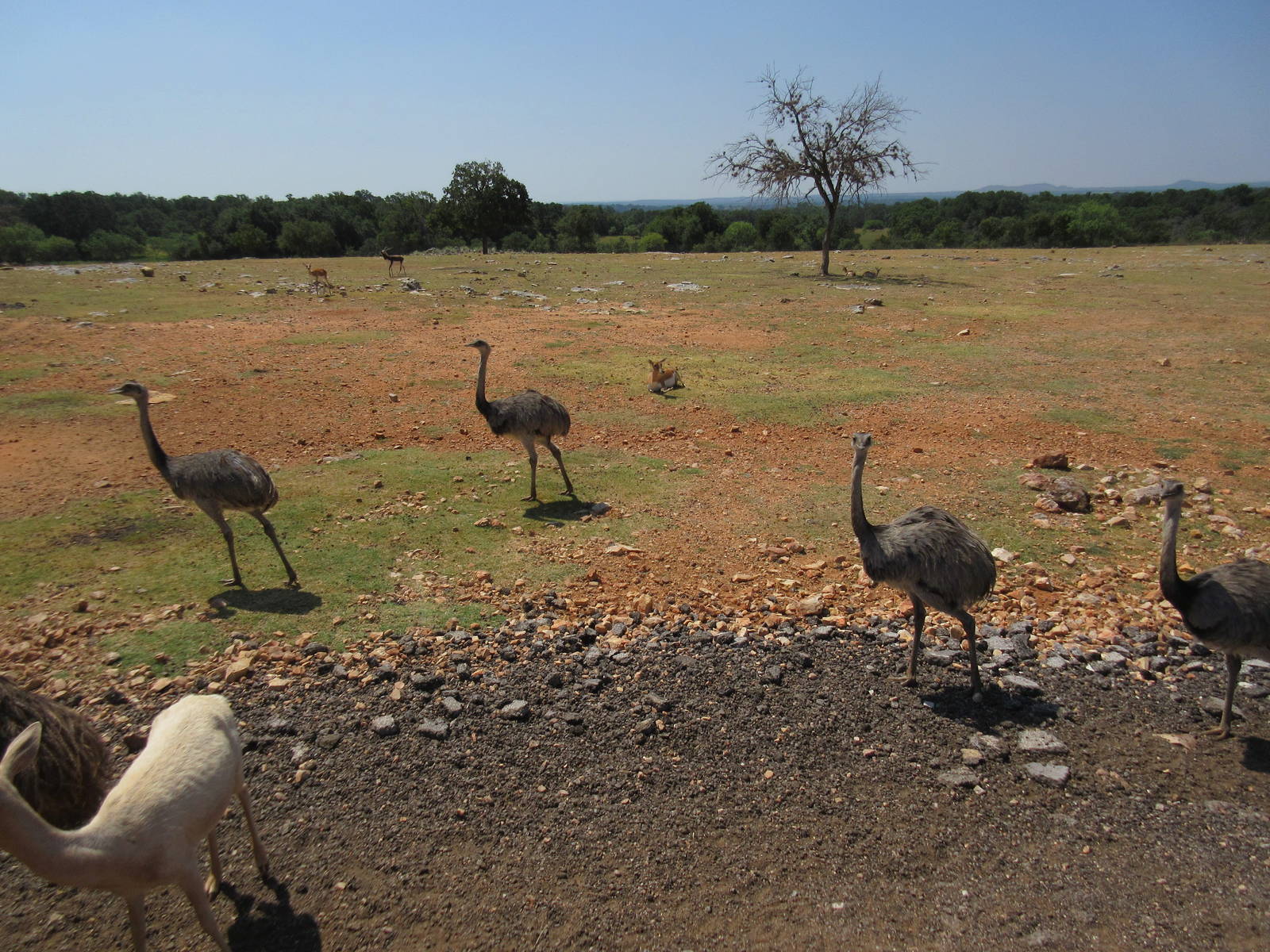 Exotic Resort Zoo (Texas) - Tractor Tour