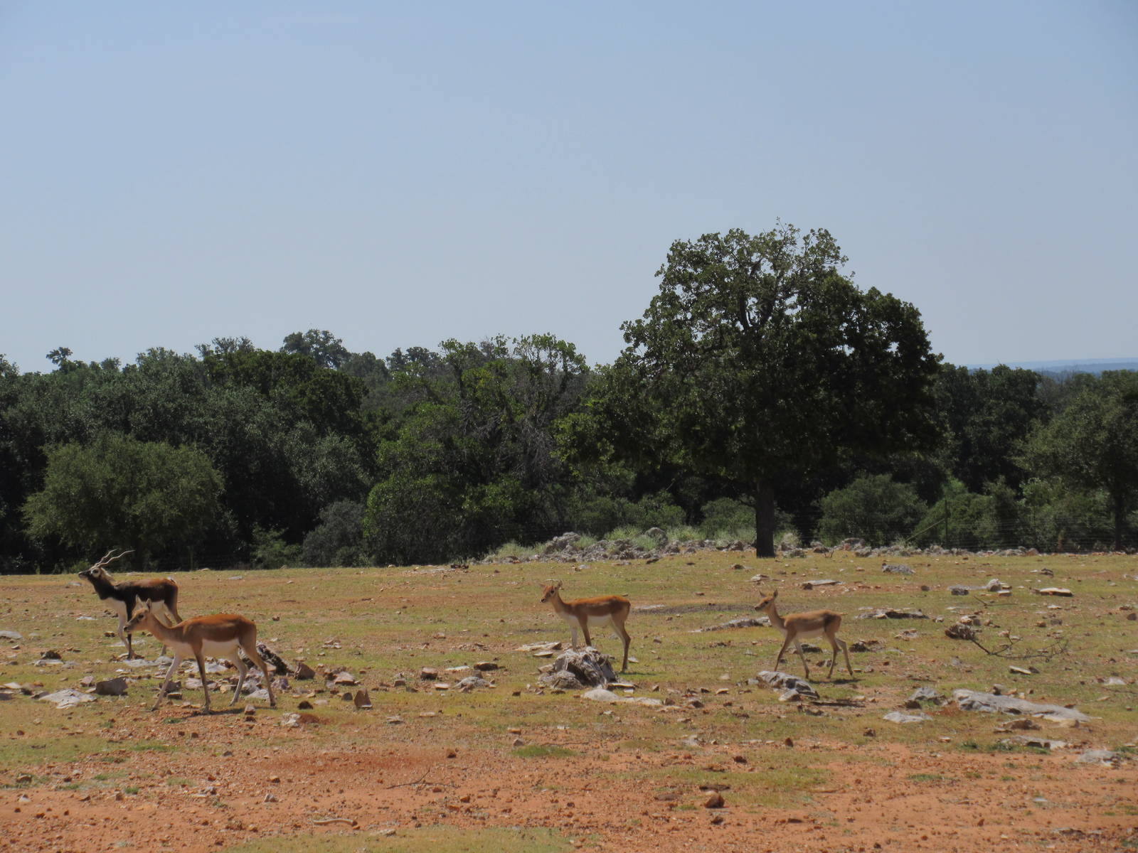 Exotic Resort Zoo (Texas) - Tractor Tour