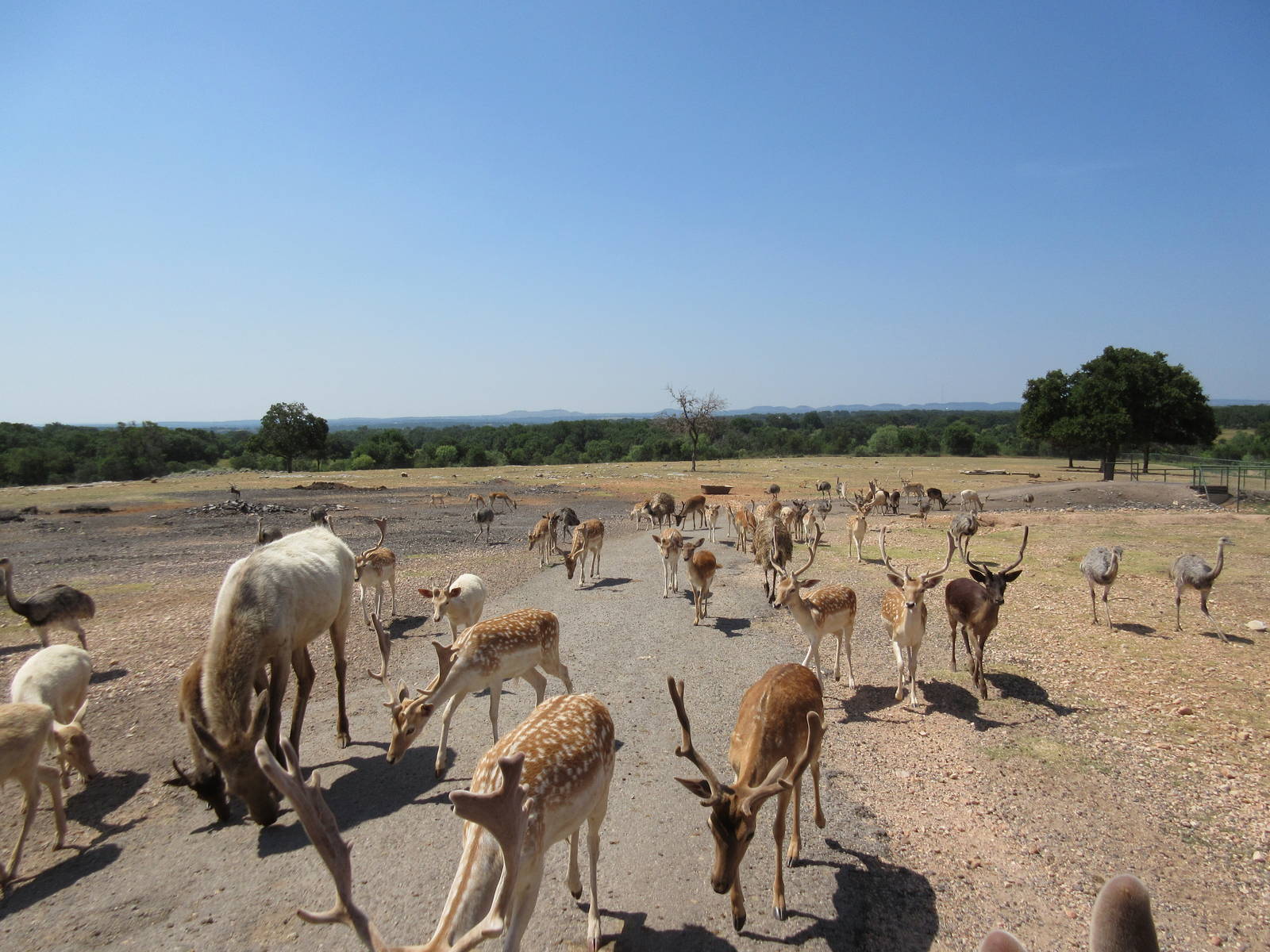 Exotic Resort Zoo (Texas) - Tractor Tour