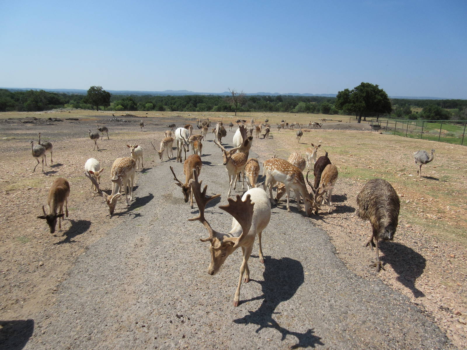 Exotic Resort Zoo (Texas) - Tractor Tour
