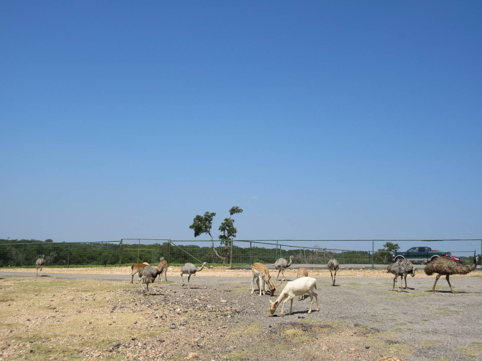 Exotic Resort Zoo (Texas) - Tractor Tour