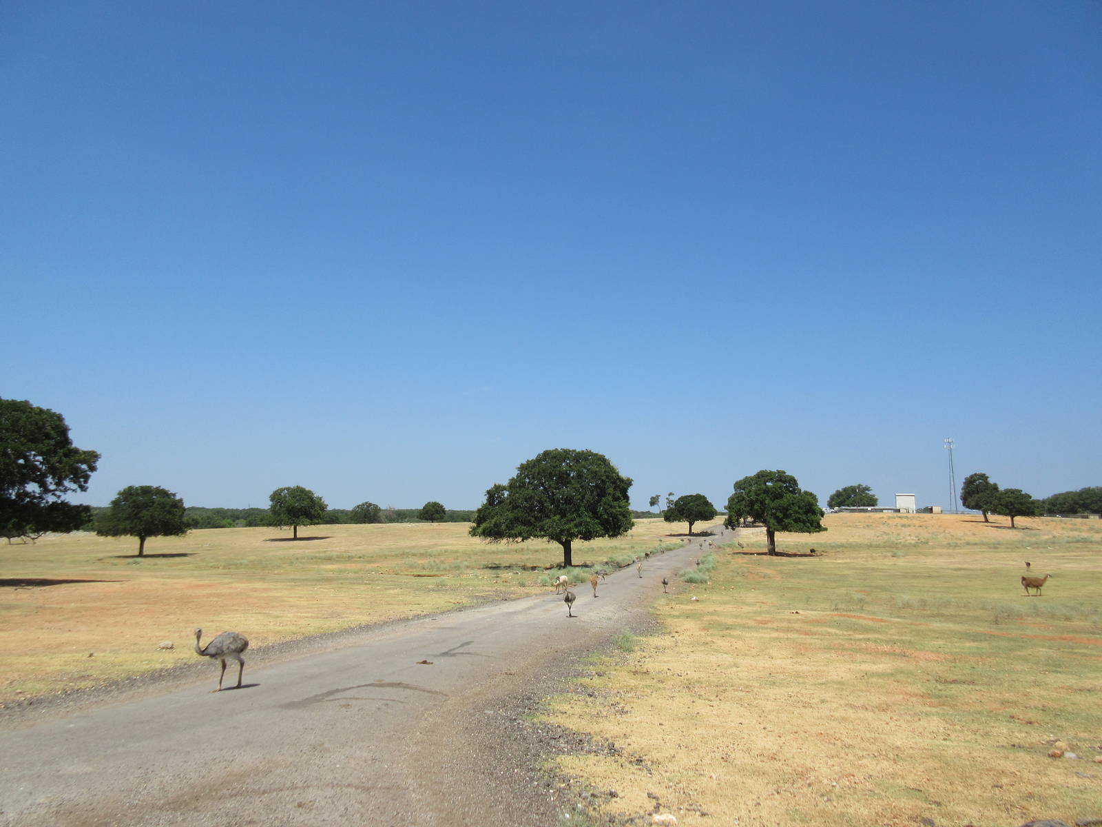 Exotic Resort Zoo (Texas) - Tractor Tour