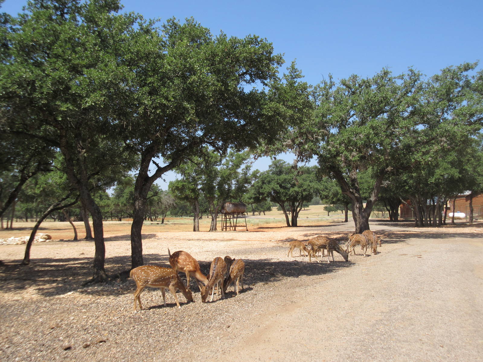 Exotic Resort Zoo (Texas) - Tractor Tour