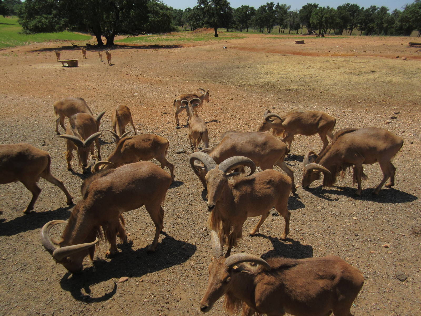 Exotic Resort Zoo (Texas) - Tractor Tour
