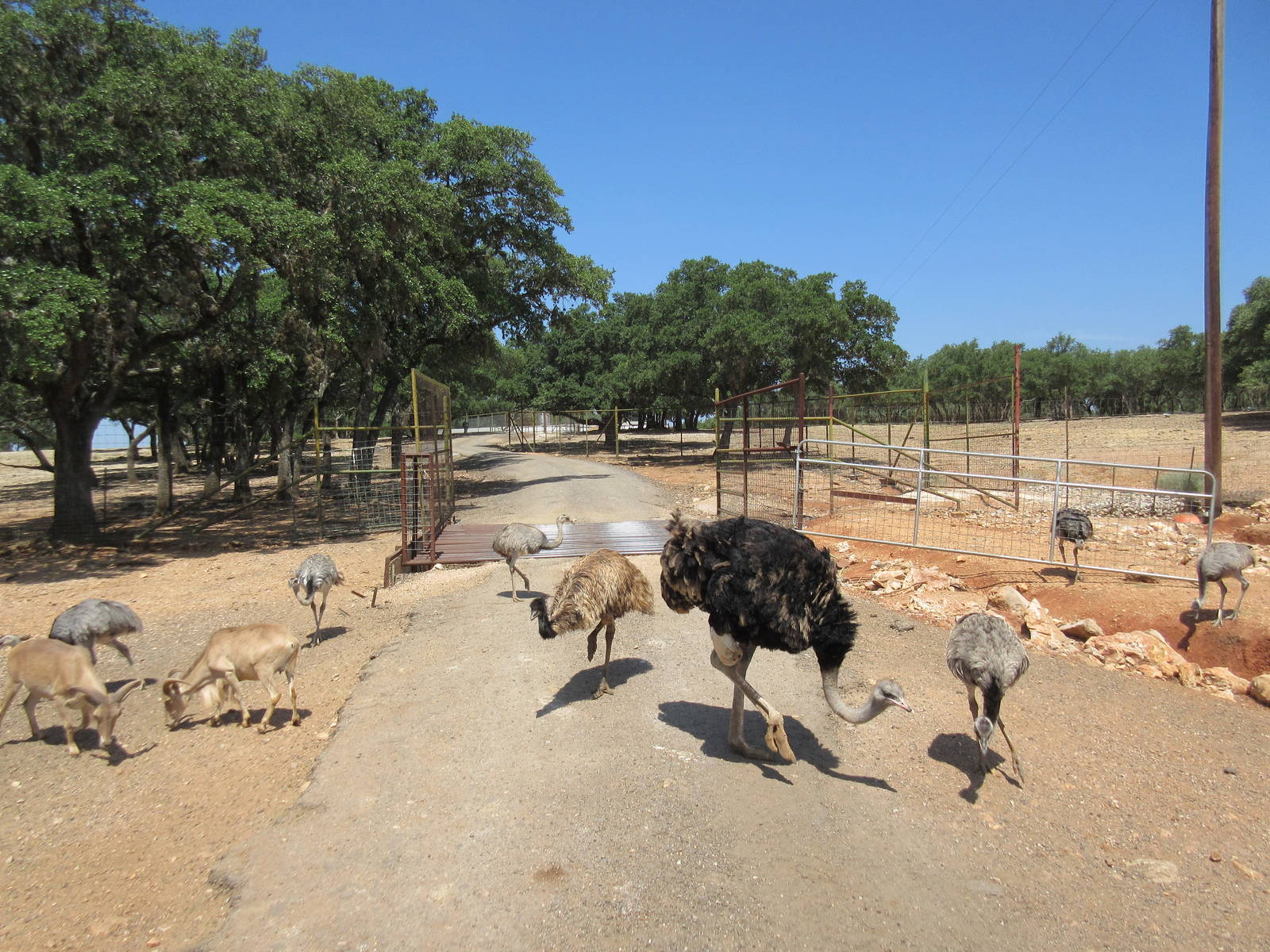 Exotic Resort Zoo (Texas) - Tractor Tour