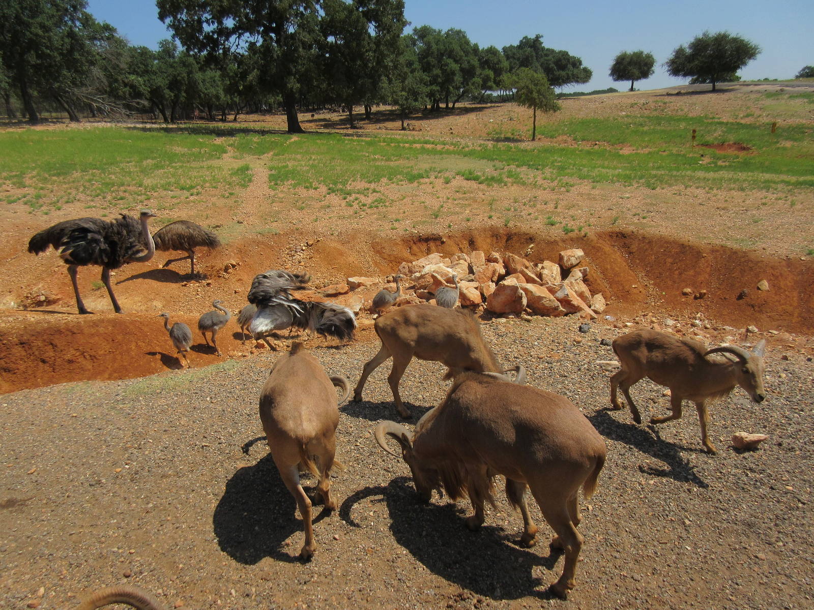 Exotic Resort Zoo (Texas) - Tractor Tour