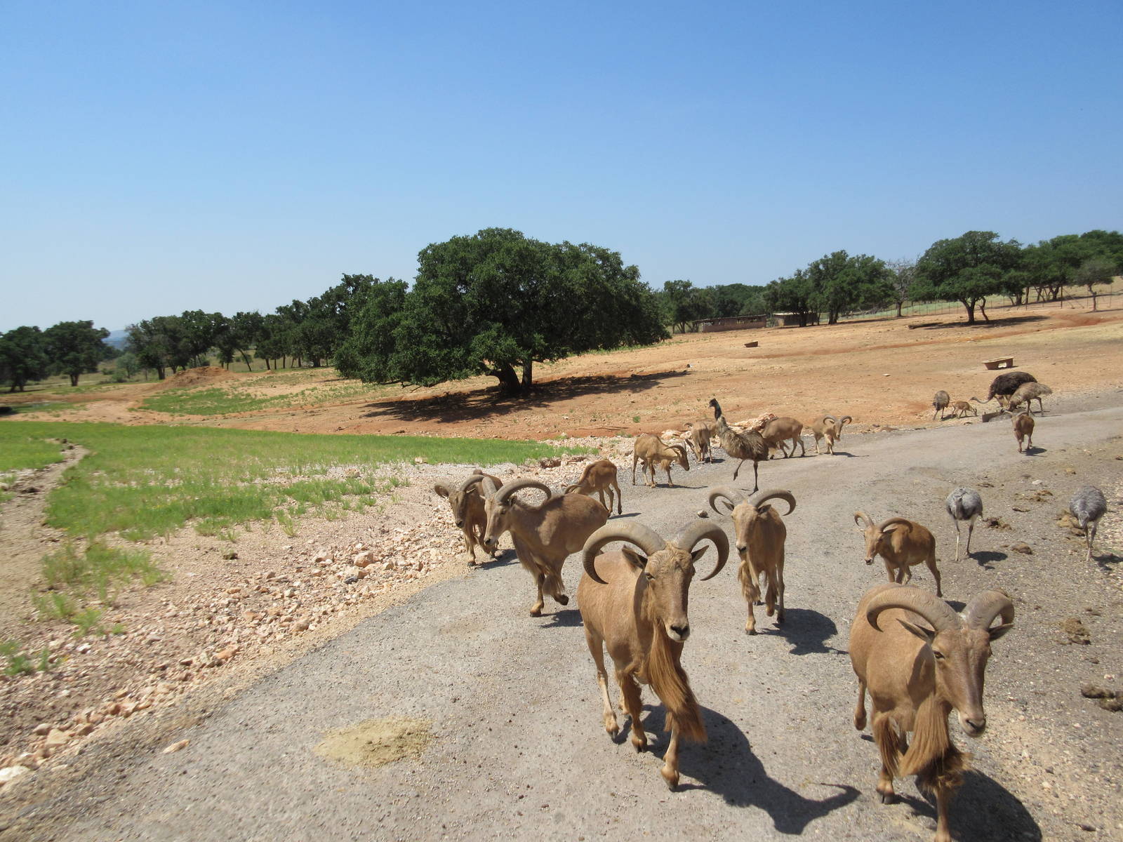 Exotic Resort Zoo (Texas) - Tractor Tour