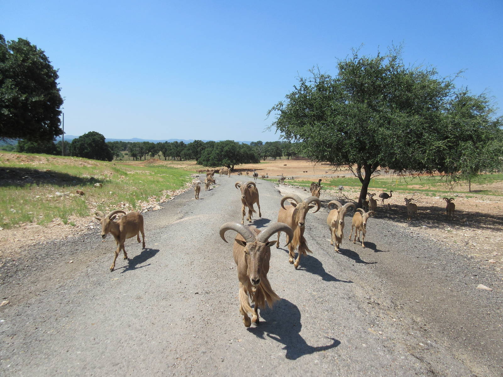 Exotic Resort Zoo (Texas) - Tractor Tour