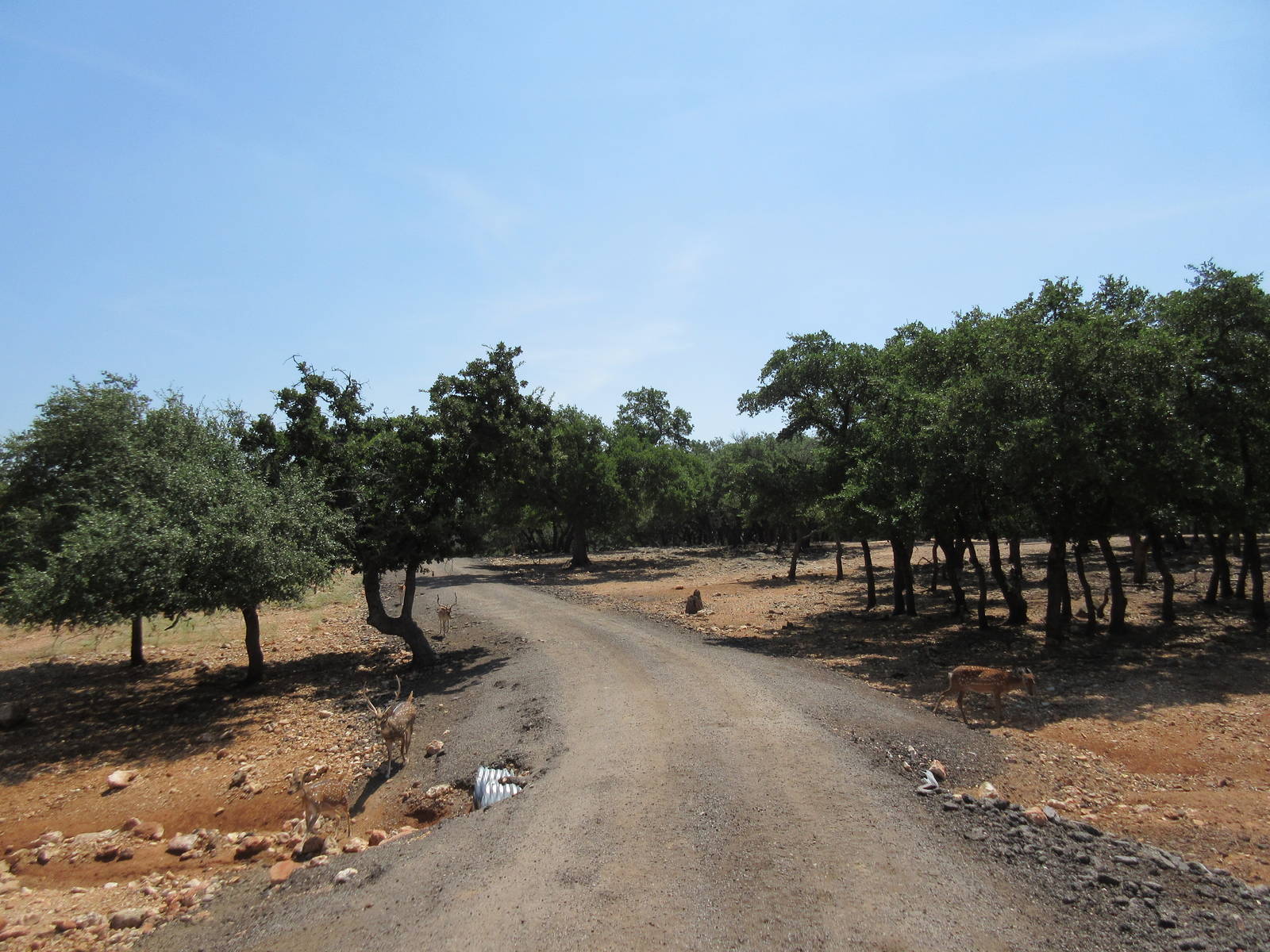 Exotic Resort Zoo (Texas) - Tractor Tour