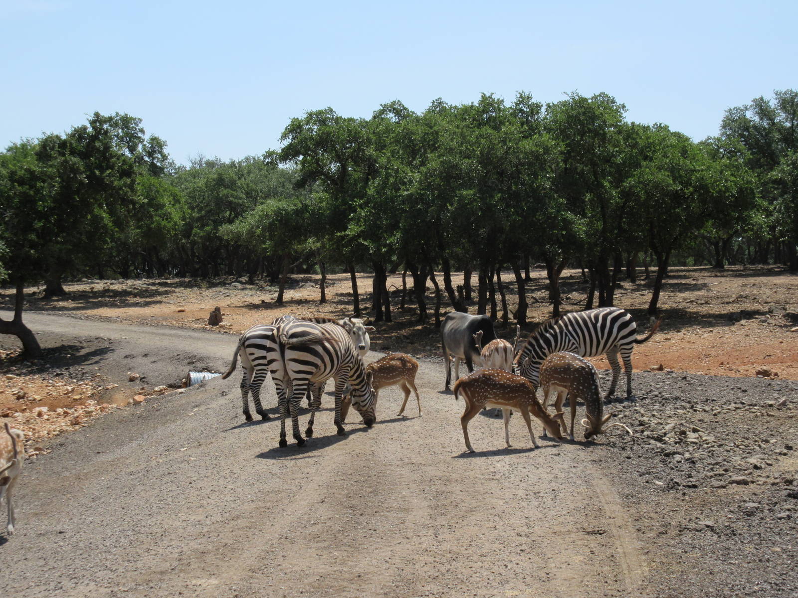 Exotic Resort Zoo (Texas) - Tractor Tour