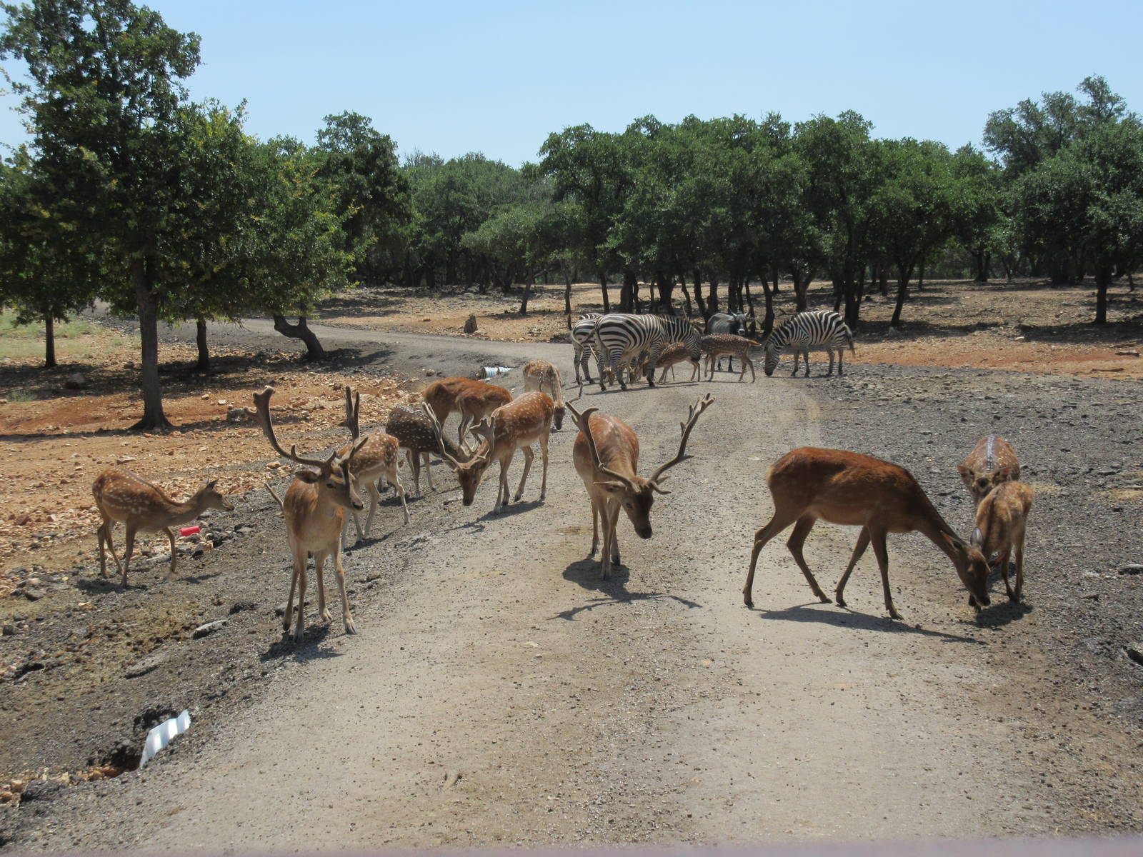 Exotic Resort Zoo (Texas) - Tractor Tour