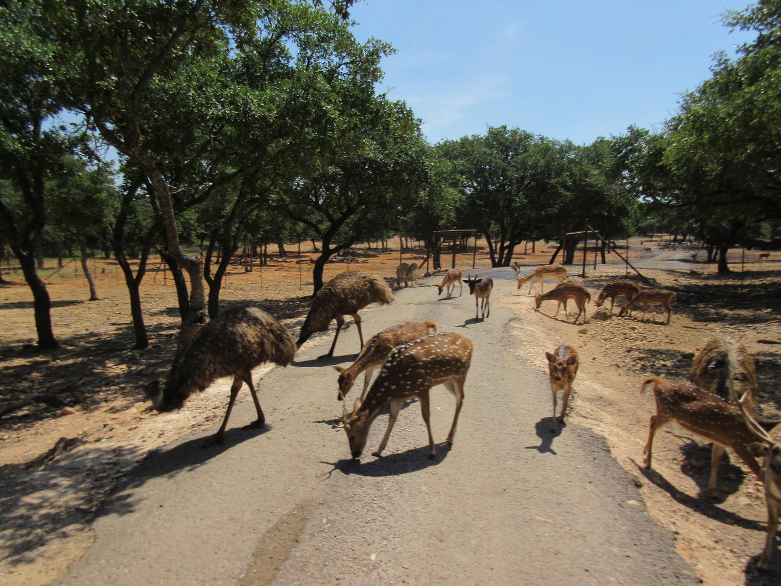 Exotic Resort Zoo (Texas) - Tractor Tour